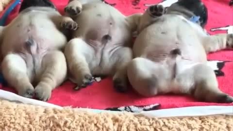 AWW SOO Cute and Funny Pug Puppies - Funniest Pug Ever #12