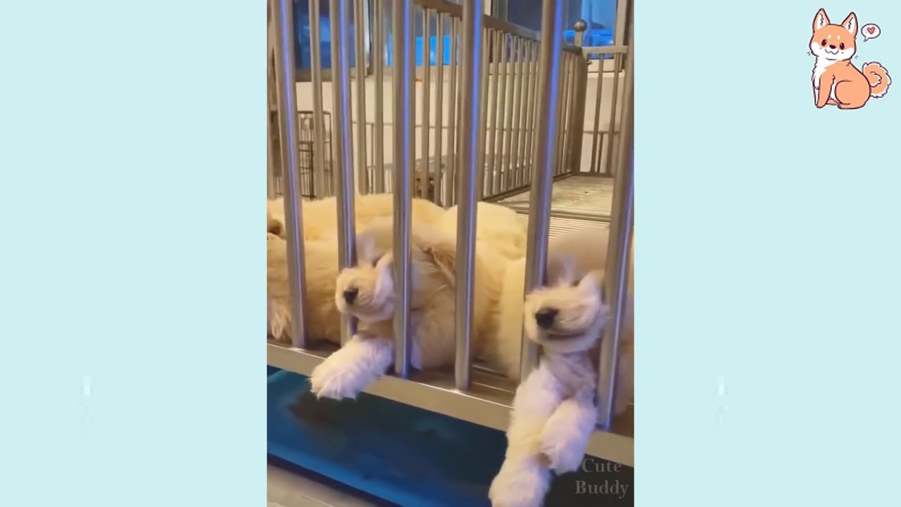 Cute & funny dogs