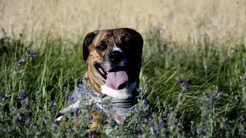 Les chiens, en particulier les plus grands, les plus musclés