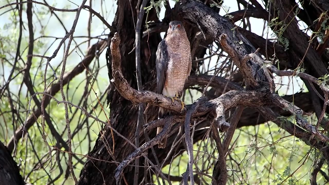 Cooper's Hawk