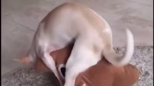 Perro Caliente
