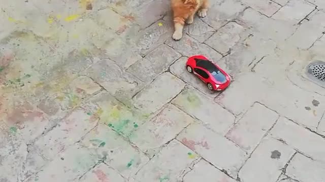 2 cats drive car