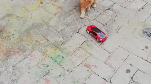 2 cats drive car