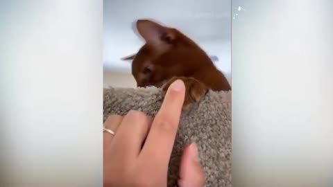 Cats attacking owners