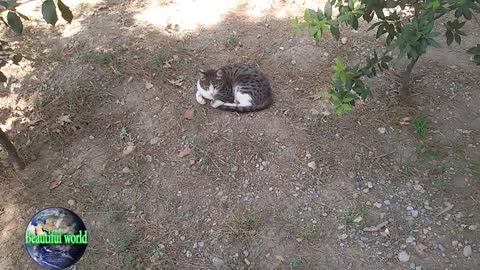 The cat is resting | funny cat | Playful cat | cats | most popular cat video | popular cat video