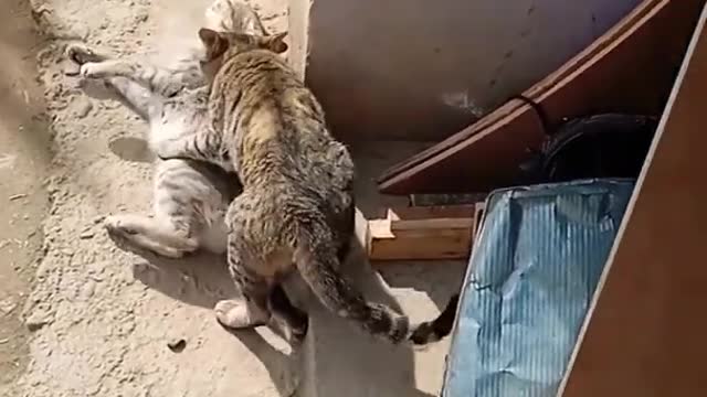 Cat vs Cat Fight 😱😱😱