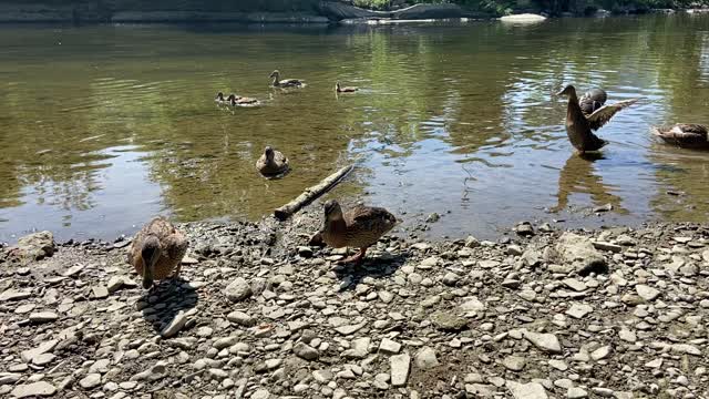 Duck families having territory issues