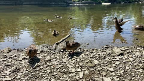 Duck families having territory issues