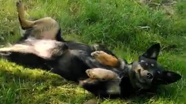 Funny Animals 😂 | Funny Dogs 🐶 | Jokes with animals