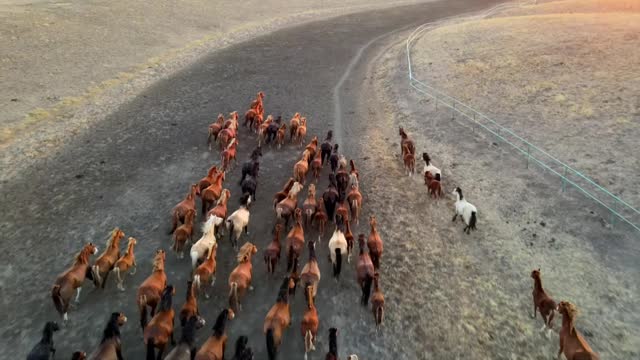 Wild horses race together