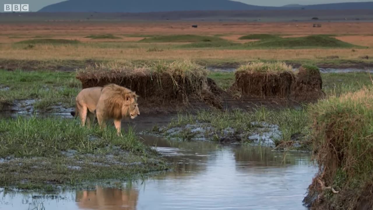 Lion Trapped by Clan of Hyenas - Dynasties - BBC Earth