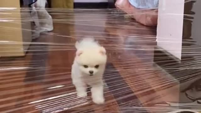 this cute puppy trapped 🤣🤣🤣🤣
