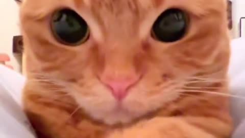 Mama cat take selfie with smartphone