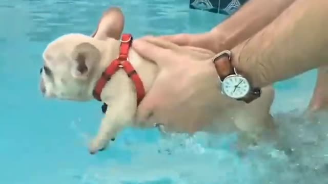 Swimming puppy