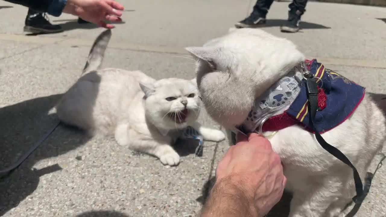 Father cat Apollo meeting his cute son Mozart