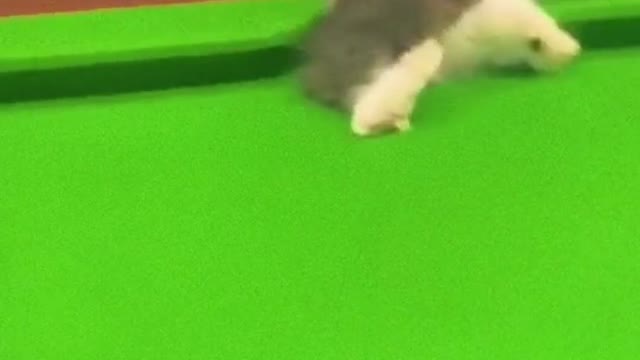 THIS IS WHY I DON'T PLAY POOL BILLARD WITH CATS