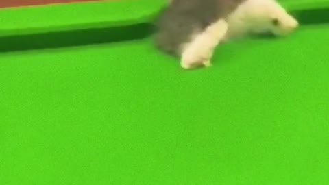 THIS IS WHY I DON'T PLAY POOL BILLARD WITH CATS