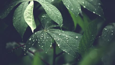 5 MINUTOS DE SOM DE CHUVA _ 5 MINUTES OF RAIN SOUND