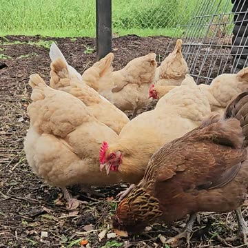 OMC! Bread feast! Chickens eating bread! Brownie gets confused but gets hers too!