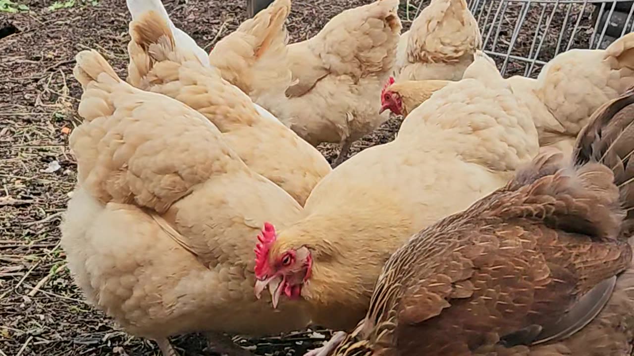 OMC! Bread feast! Chickens eating bread! Brownie gets confused but gets hers too!