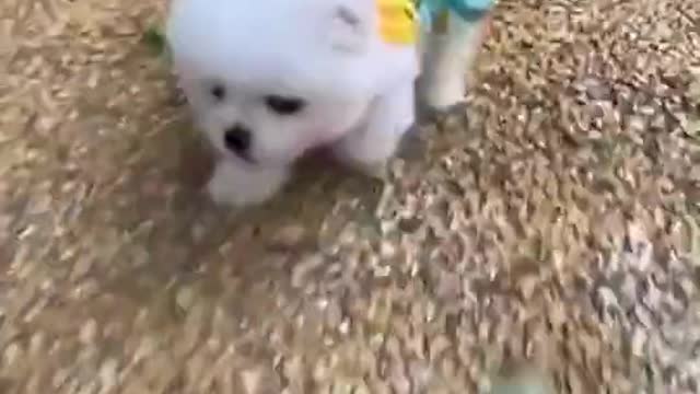 Cute dog displaying