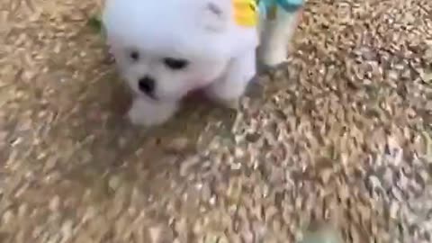 Cute dog displaying