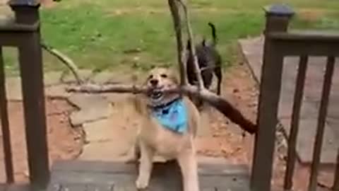 super Funny dog videos 2021 Tiktok compilation 😘😍😎