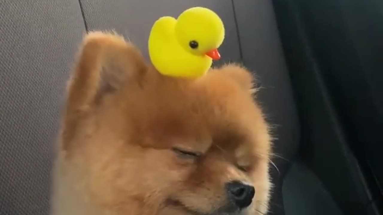 Adorable Puppy Rides With Toy Duckling On Its Head