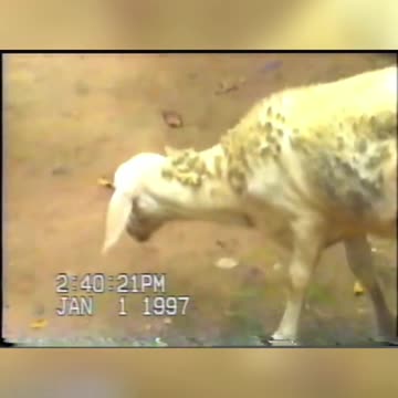 1997 - RESSACA DA FESTA DE ANO NOVO NO SÍTIO - CLIPE 05