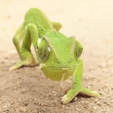 So green frog is dancing🐸