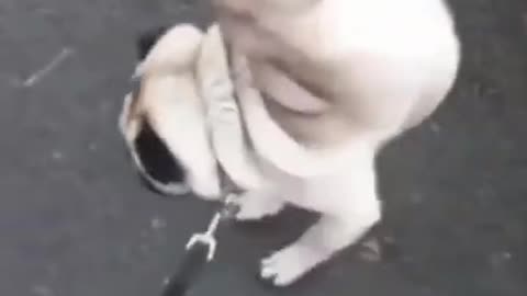 Funny Pug Dog Peeing While Standing up