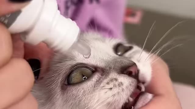 How to treat a kitten's eyes