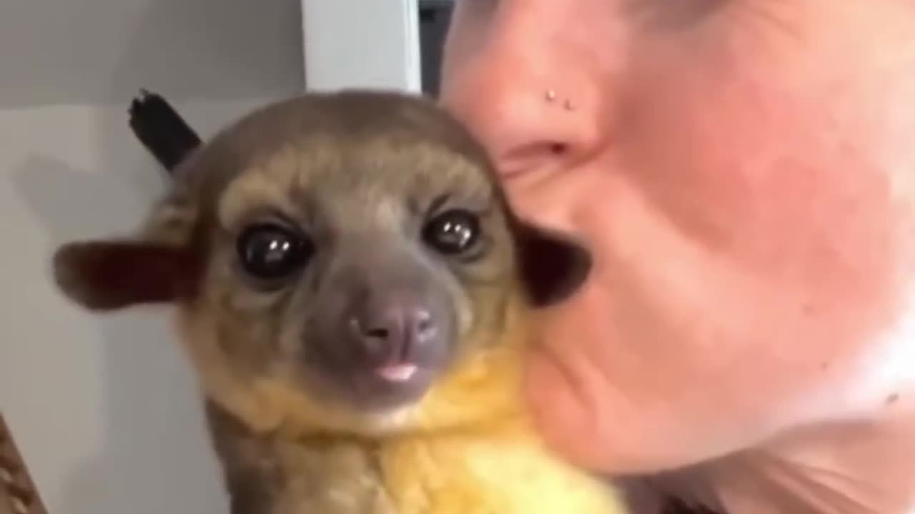 Cute Ariel~Kinkajou Or Sometimes Called Honey Bear