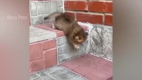 kitten meowing 🐱 cuteness overload 😻💖