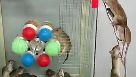 Monkey 🐒 Trick