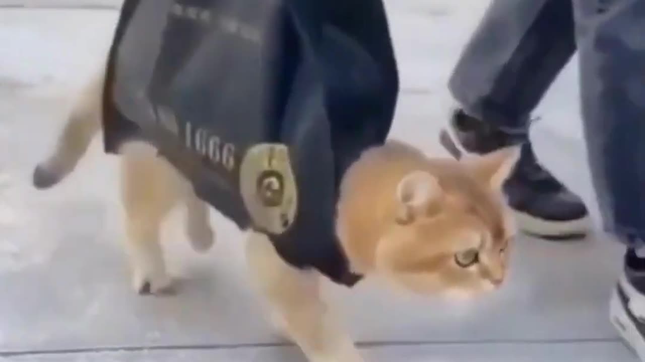 My cat is so stylish to walk😂😂😂😂😂