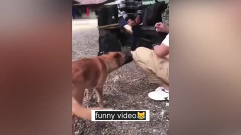 funny cat video