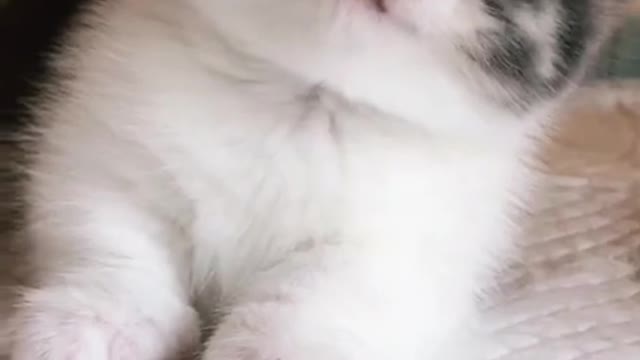 Cute and Funny Cat's Compilation