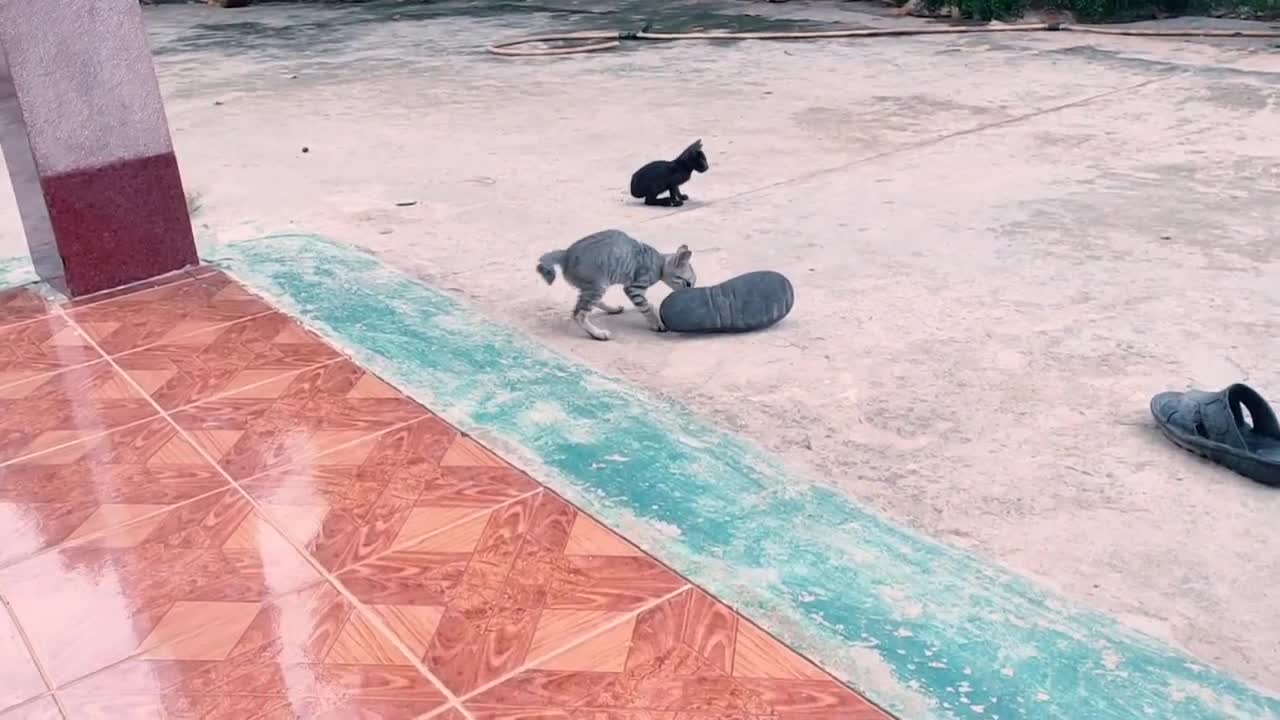 FUNNY ANIMAL PET VIDEO - Black kitten playing fighting game