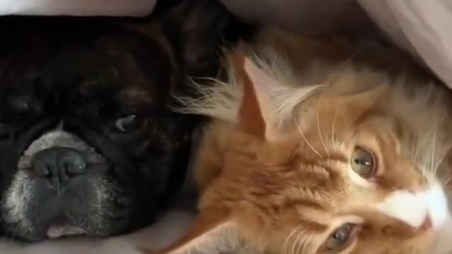 ▶ 2022 NEW ▶ French dog and cat together under blankets - DAILY 🐶 ANIMALS 😻 SHORTS