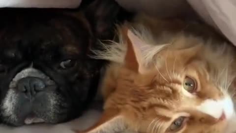 ▶ 2022 NEW ▶ French dog and cat together under blankets - DAILY 🐶 ANIMALS 😻 SHORTS