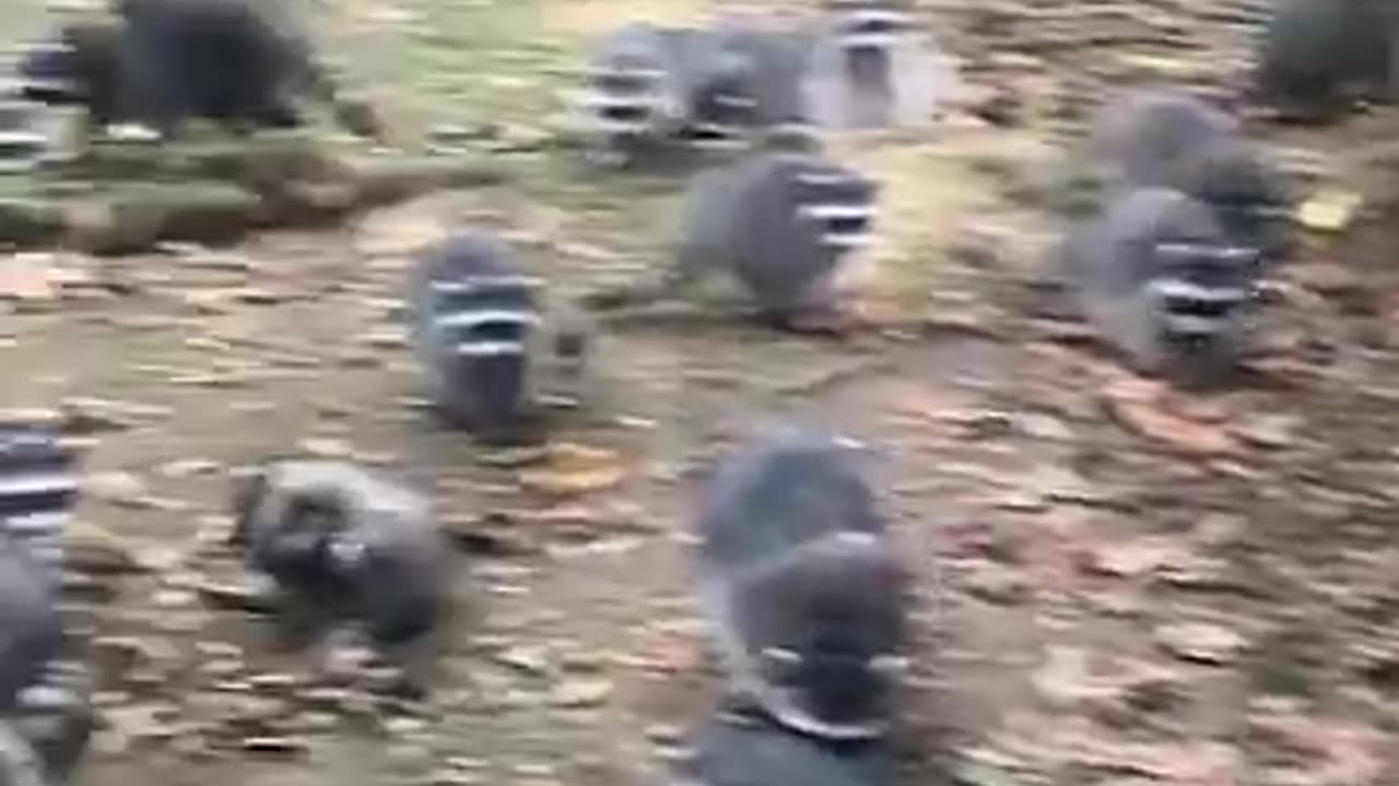 Washington woman walked out of her home to find a field of raccoons at her home.