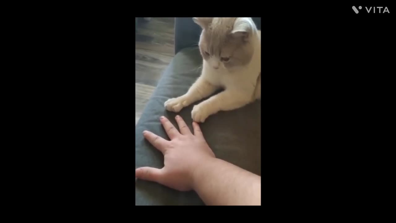 Cat can also do this 😱👌