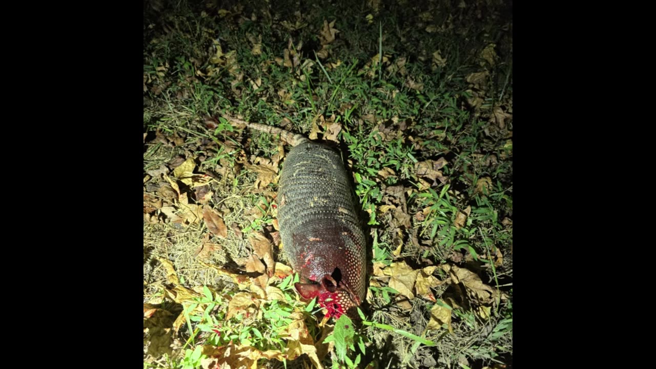 Two Armadillos - .300 BO Sub Suppressed - point blank