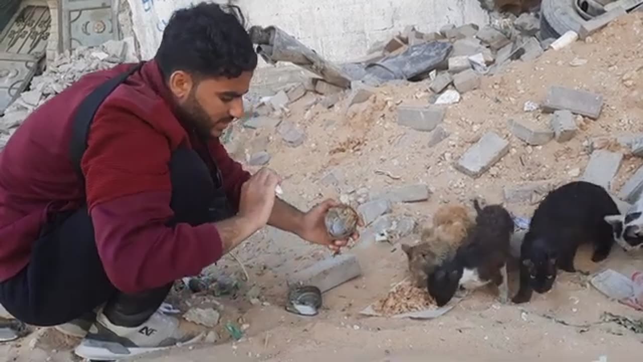 Palestinian Man feeds Cats from IDF's tuna rations in Gaza city