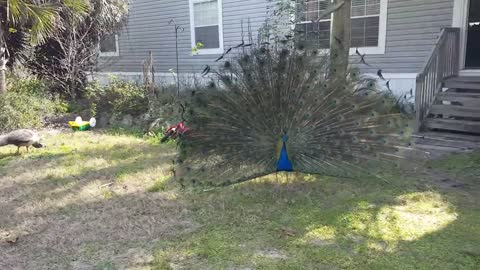 Peacock