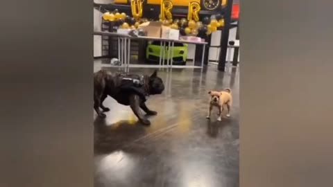 Dog And Pappi Funny Fight