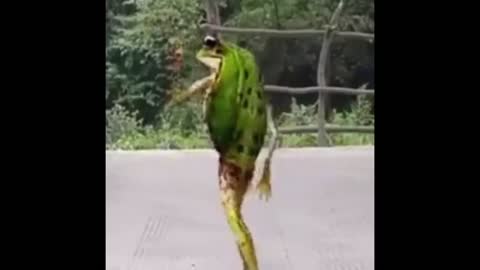 frog funny video