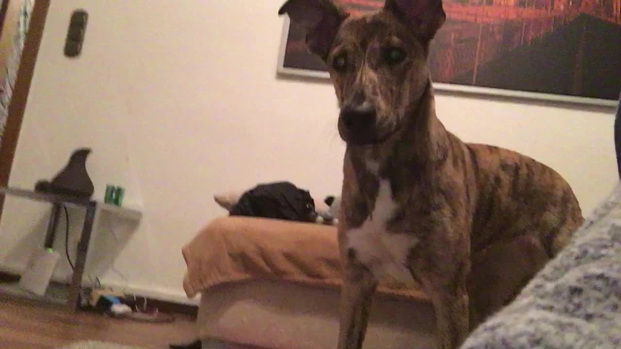 Dog see's face on iPad and gets startled