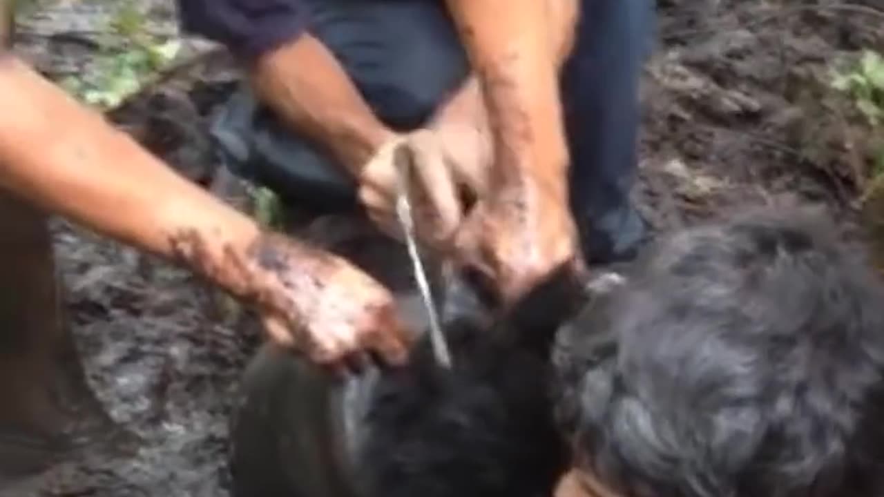 Baby Bear Gets Head Stuck in Bucket | The Dodo